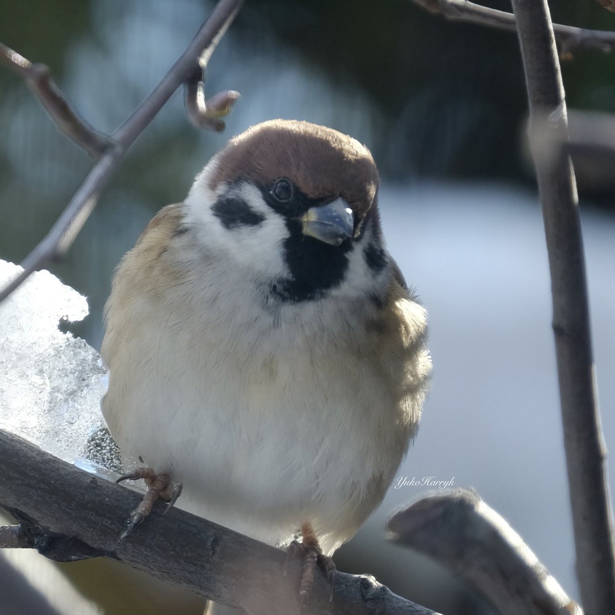 yulalanq's tweet photo. こんばんは(*^_^*)
素敵な良き日を！🌲🌸🍀
Have a nice day🐣
#sparrow   Wow So Cute！

ふわふわちゅん、日差しを浴びて　可愛いちゅん❣️

#地球温暖化 #突然の吹雪
#冬スズメ #雪の雀 #ふくら雀 #冬雀　
#ちゅん活 #スズメ #雀の写真 
#birdwatching #北海道 #Hokkaido 
#FUJIFILM #XT2 https://t.co/tH4zX4Umhf