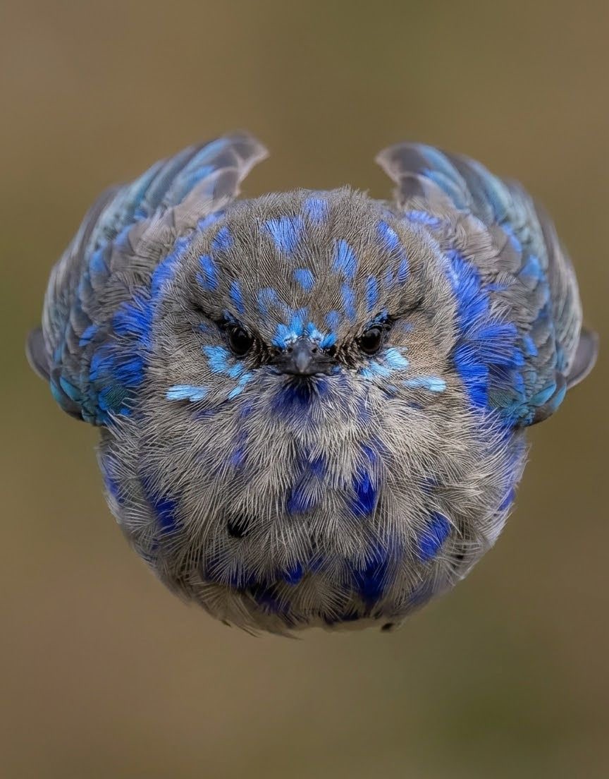 Earth’s Beauty tweet media