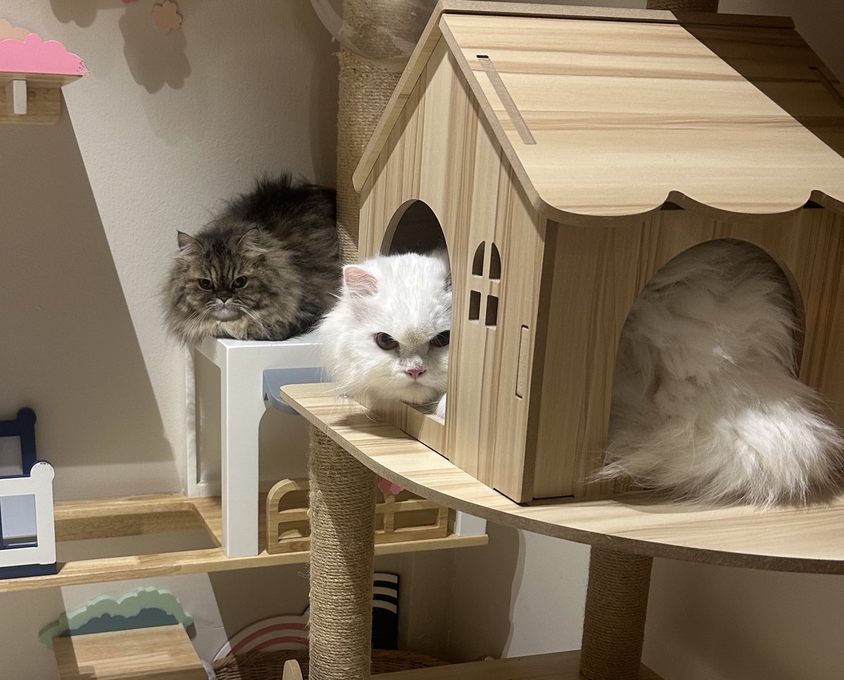 นีนี่ฮุนฮุนเป็นน้องพี่หมี🐻🐱 tweet media