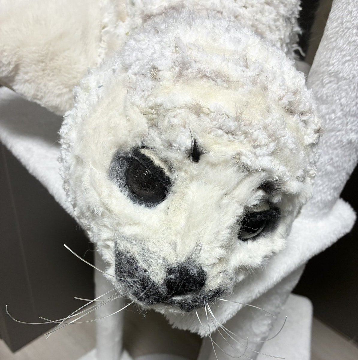 小林竜太 tweet media