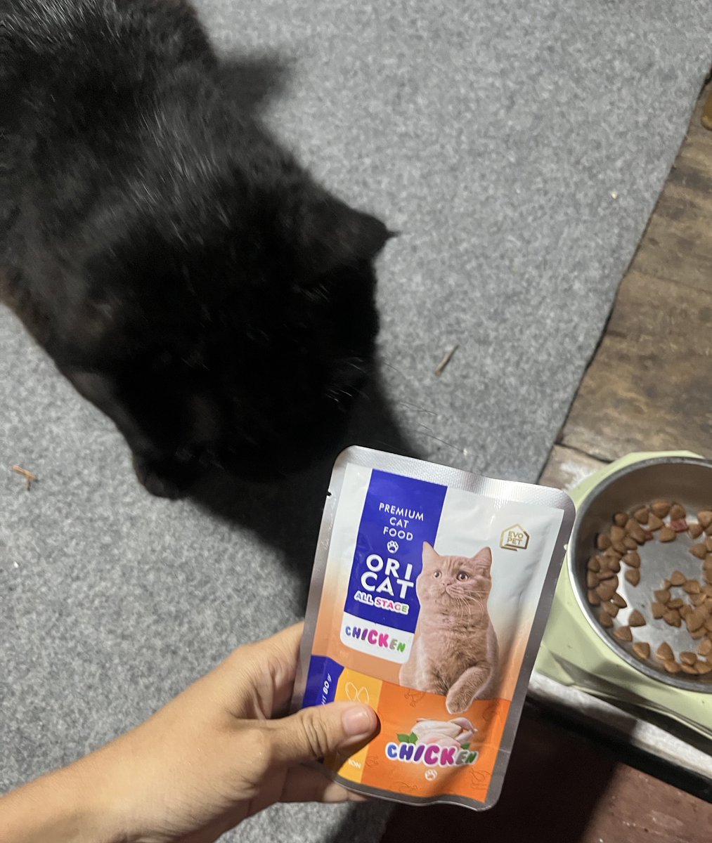 Pet Sitter and cleaning Jogja tweet media