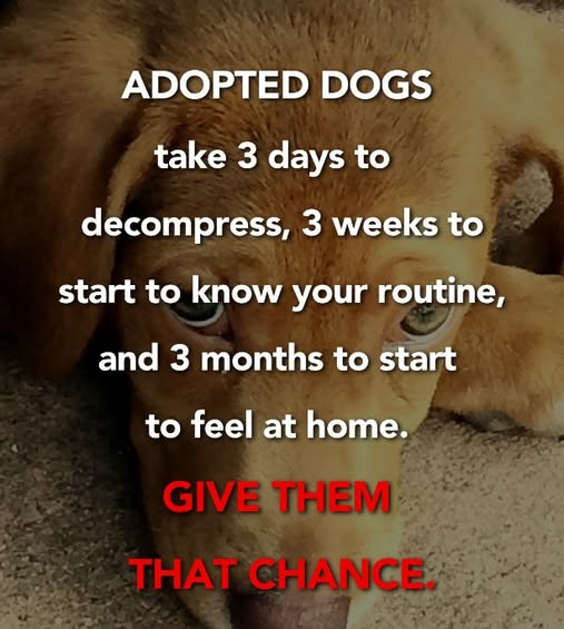 Papa Woof und Krampus und Bleaken tweet media