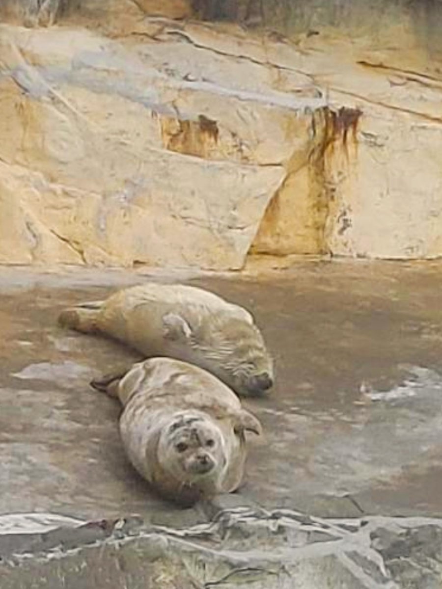 kiyokiyo tweet media