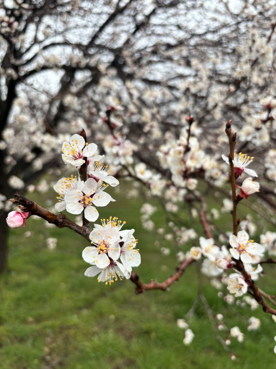 ftmsmyye's tweet photo. bizde bahar kayısı çiçeği ile gelir 🌸 https://t.co/xZ03z7Q2Gi