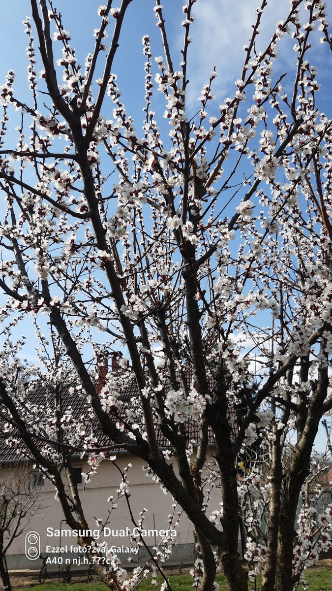 Minya Jani tweet media