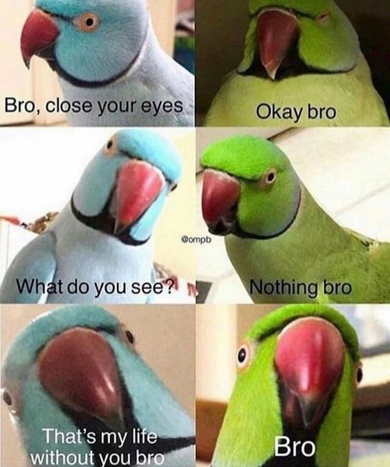 WholesomeMemes tweet media
