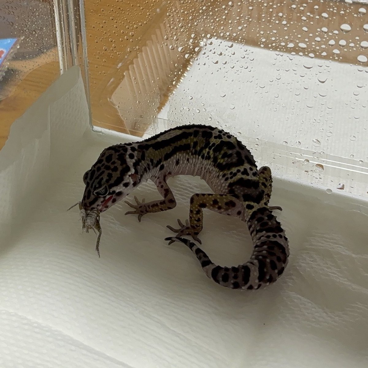 てらっち tweet media