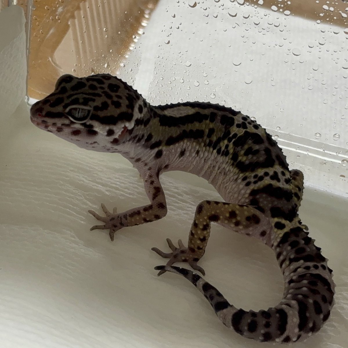 てらっち tweet media