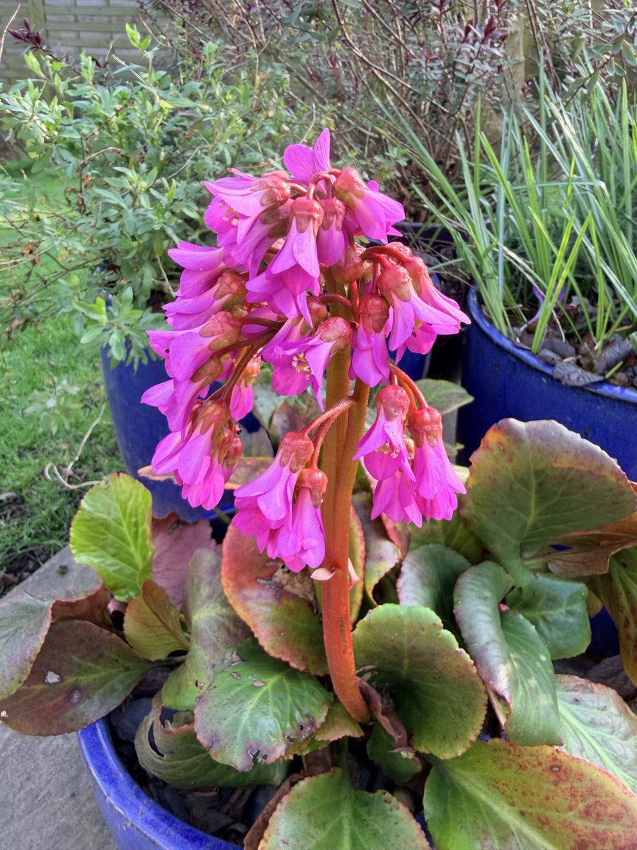 Gillian Flinton 💙💛💙💛 tweet media