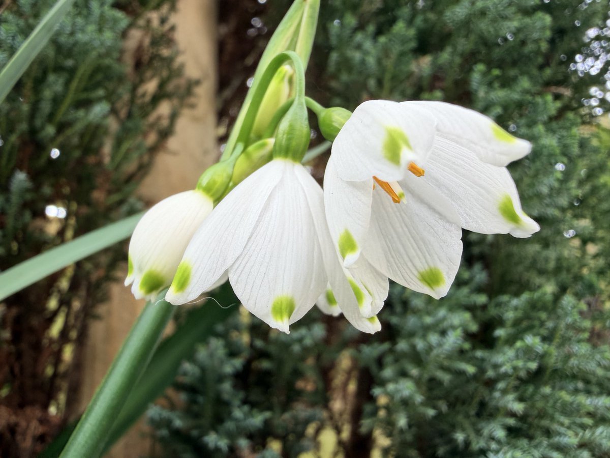 Gillian Flinton 💙💛💙💛 tweet media