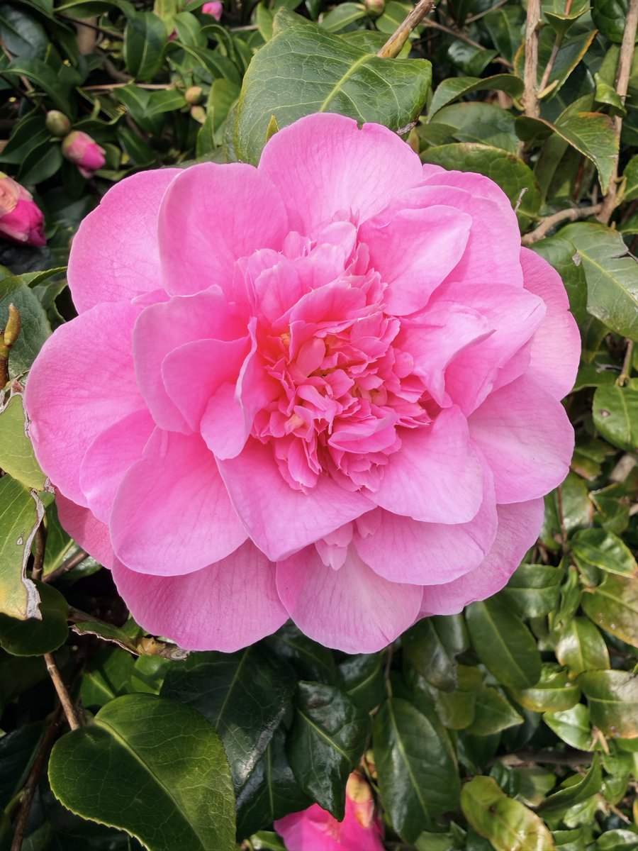 Gillian Flinton 💙💛💙💛 tweet media