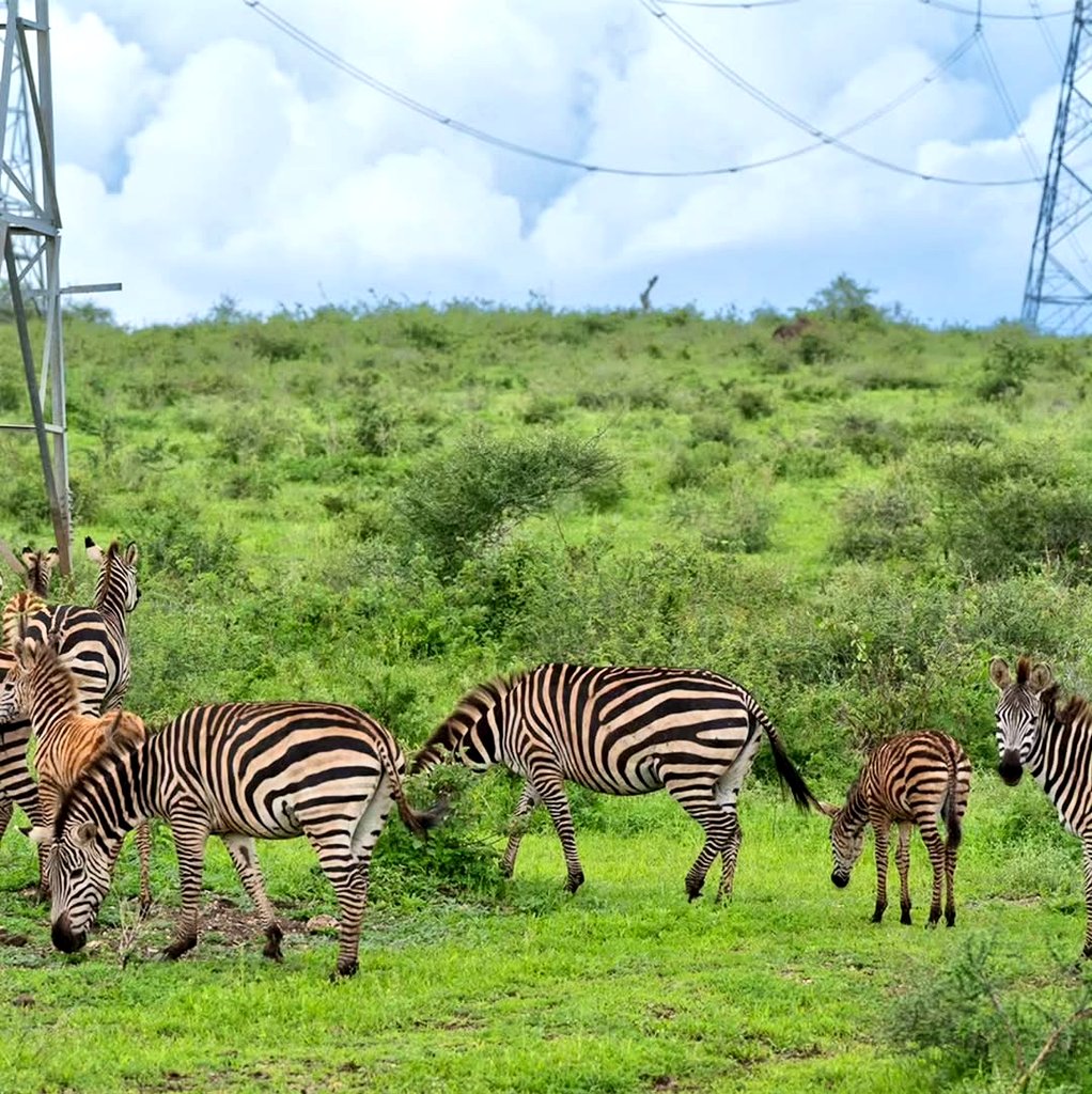 VisitMakuyuni's tweet photo. This Eid, Eng. Hersi Said @Caamil8 President @YoungAfricansSC, Chairman of the African Club Association, and CAF Executive Committee Member spent time with his family at Makuyuni Wildlife Park, embracing nature as a moment of reflection and renewal. https://t.co/ISJeep0K6T
