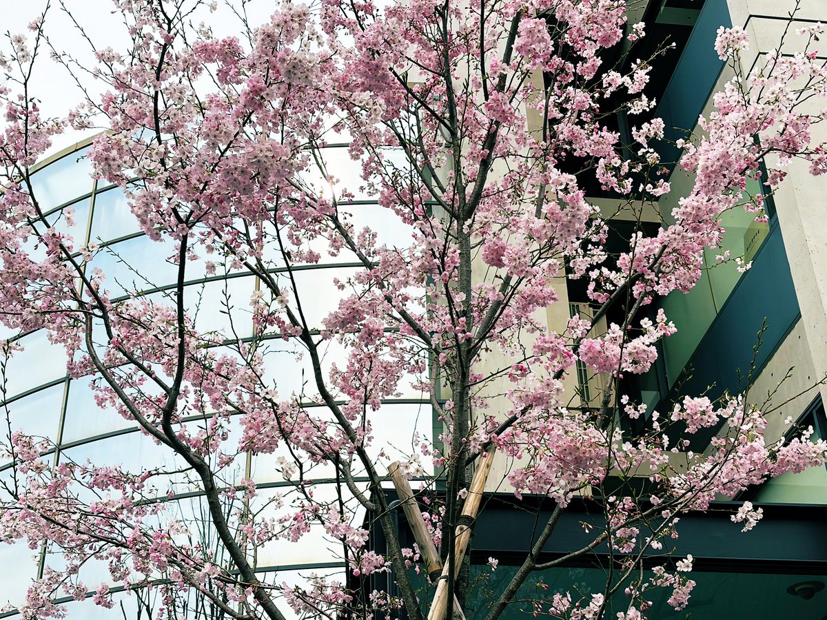 佐々木華 Hana Sasaki フルート Flute tweet media