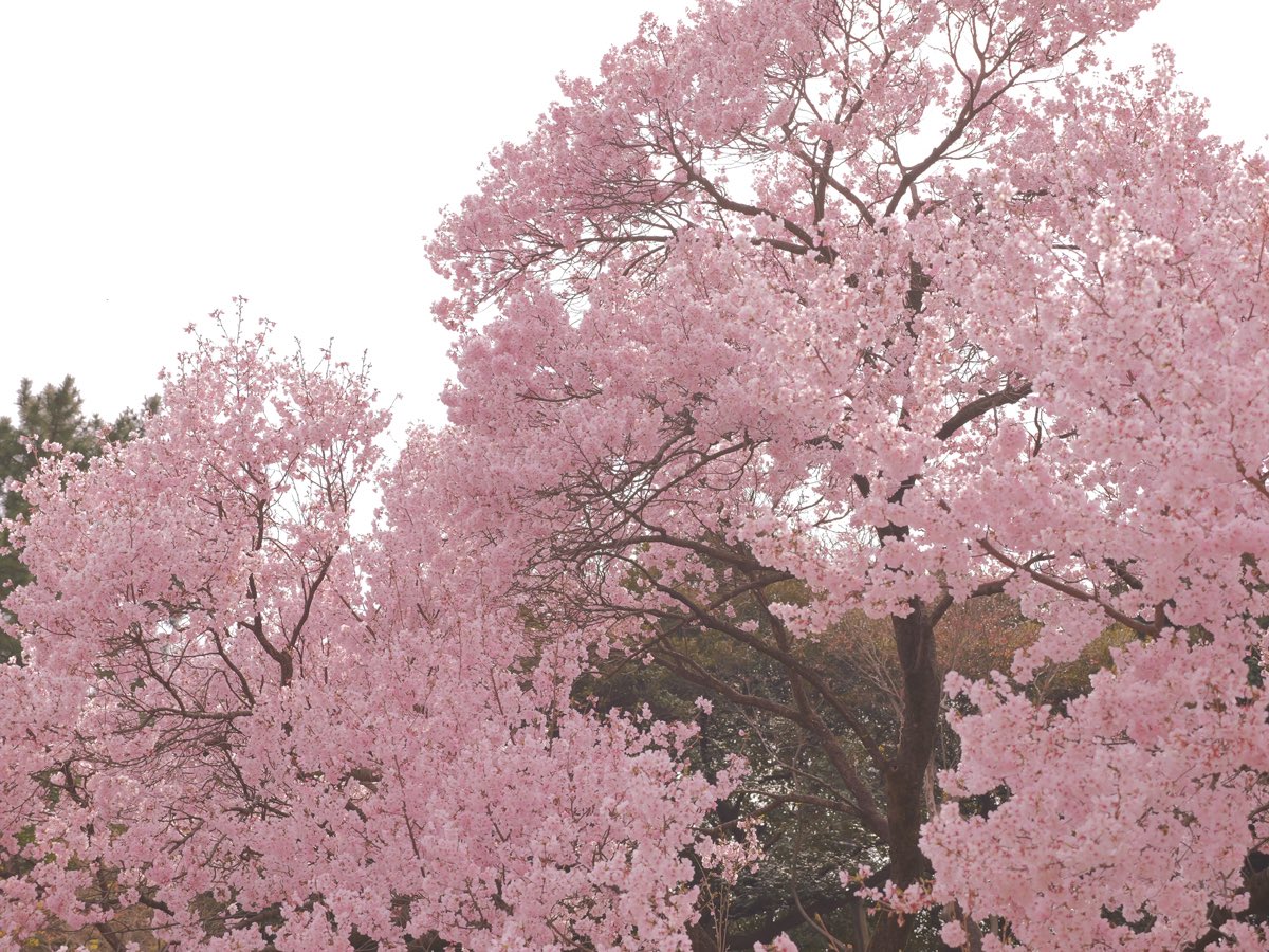 しちく tweet media