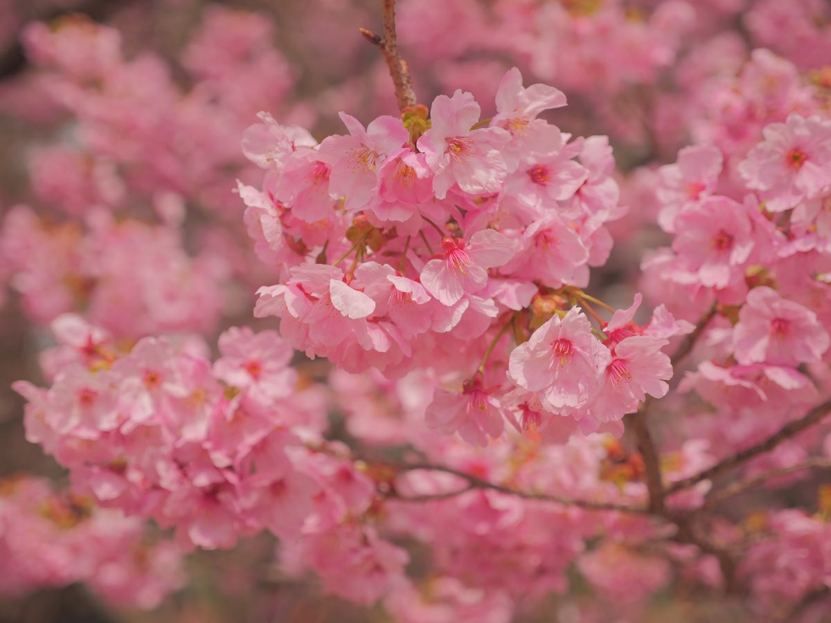 しちく tweet media