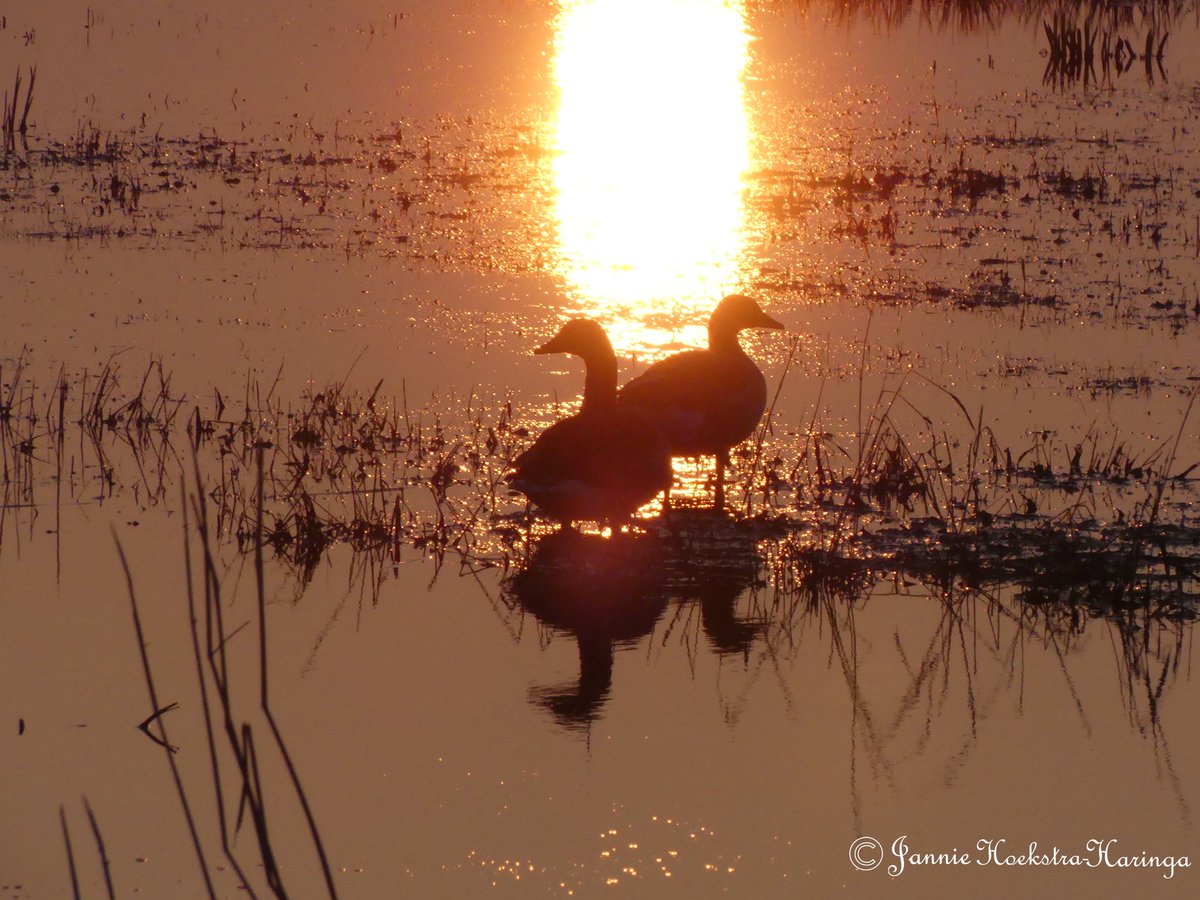 Jannie Hoekstra-Haringa tweet media