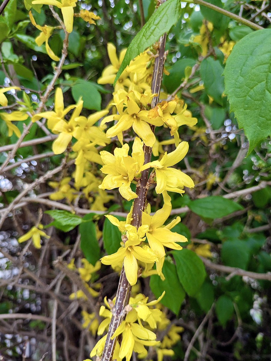 Agios Pavlos tweet media