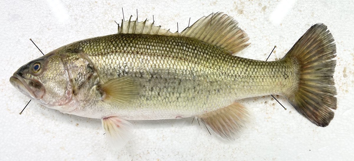 動脈。'26💜🍬🗼 tweet media