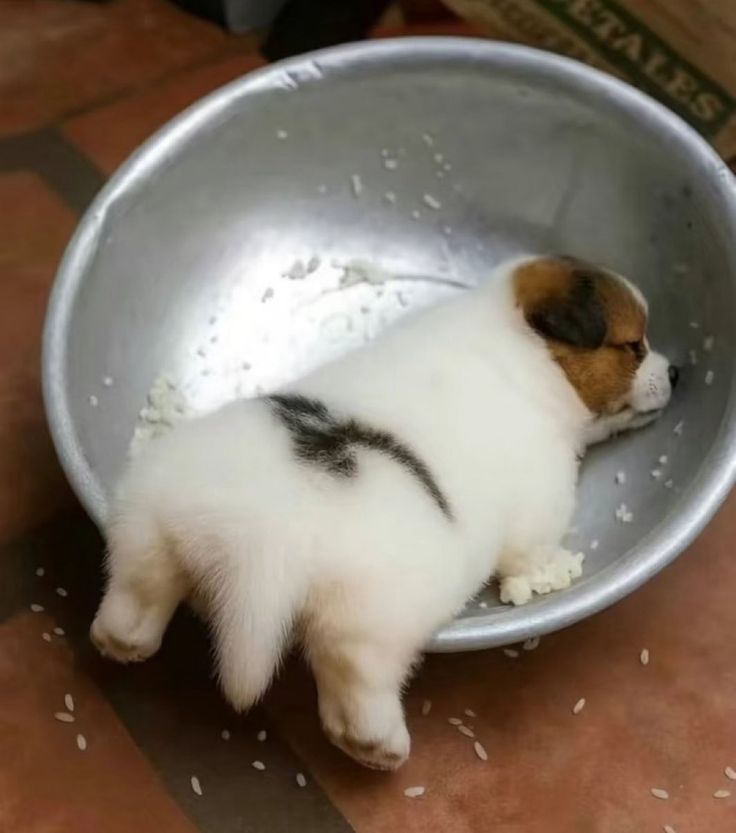 theDogLovers tweet media