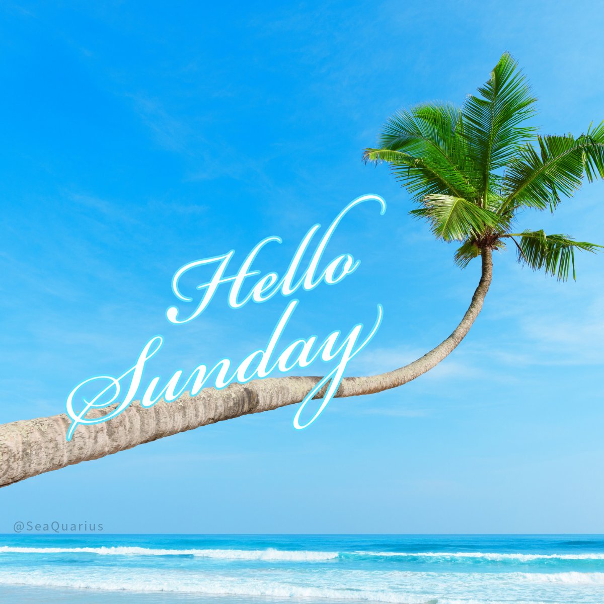 SEAQUARIUS's tweet image. Breathe in the Sunday vibes 😎 

Let the ocean breeze refresh your soul and the calm waves set the tone for the week ahead. 🌴

#HelloSunday #BeachVibes #RelaxAndRecharge