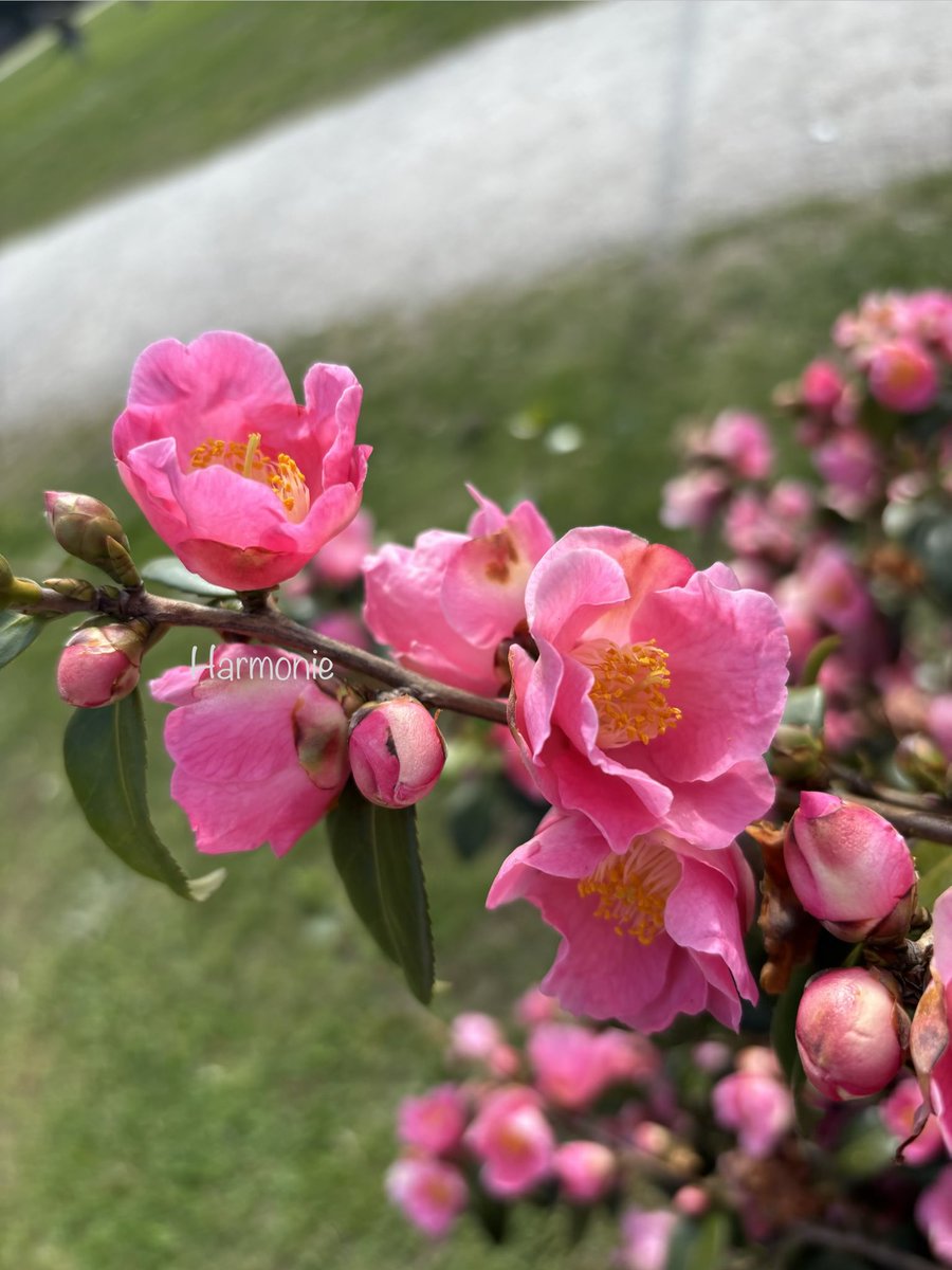 🕊️Harmonie tweet media