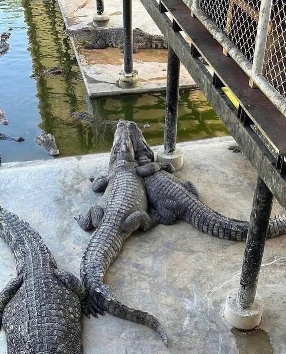 Air Hoodlum 🏴𓅃 tweet media