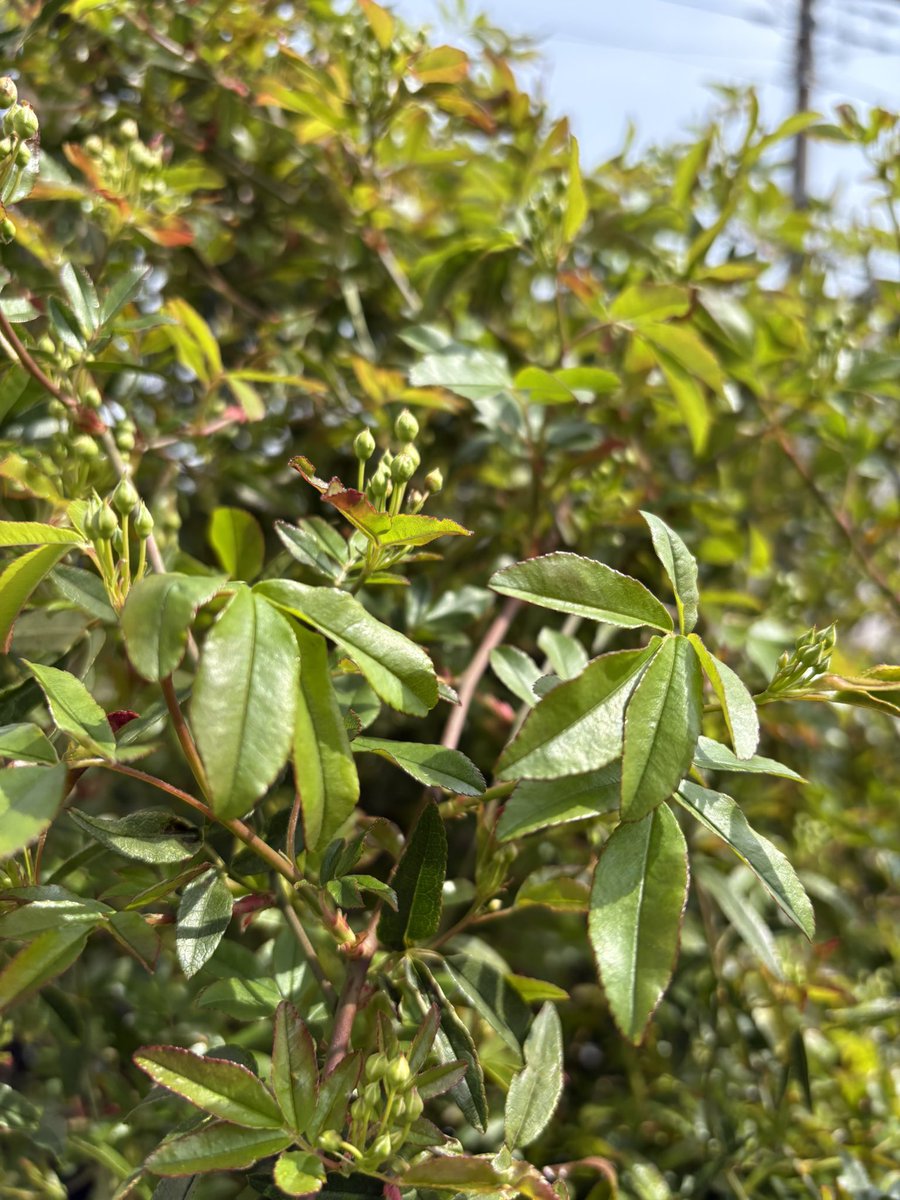 八丸真幸🌹『レゾンデートル骨董店にようこそ』2巻3/23発売 tweet media