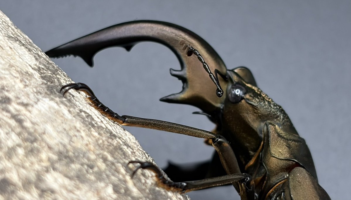 おりはる魂（元わこ） tweet media