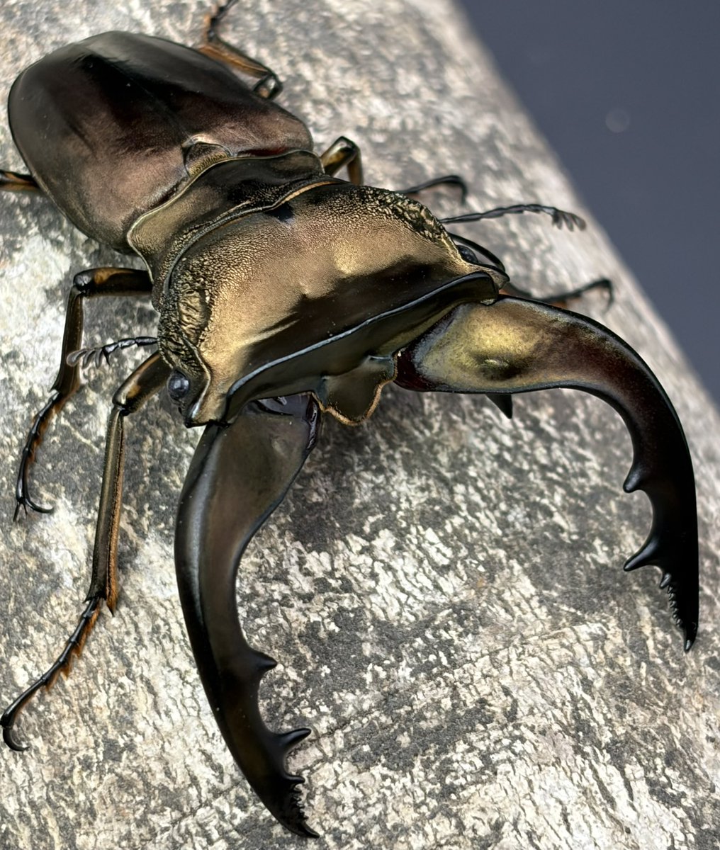 おりはる魂（元わこ） tweet media