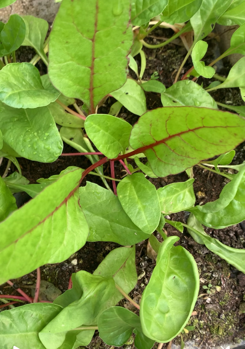 Artvin ata tohumlarından doğal yöntemlerle yetiştirdiğim pazılar