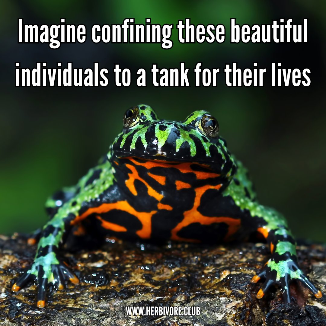 Herbiⓥore tweet media