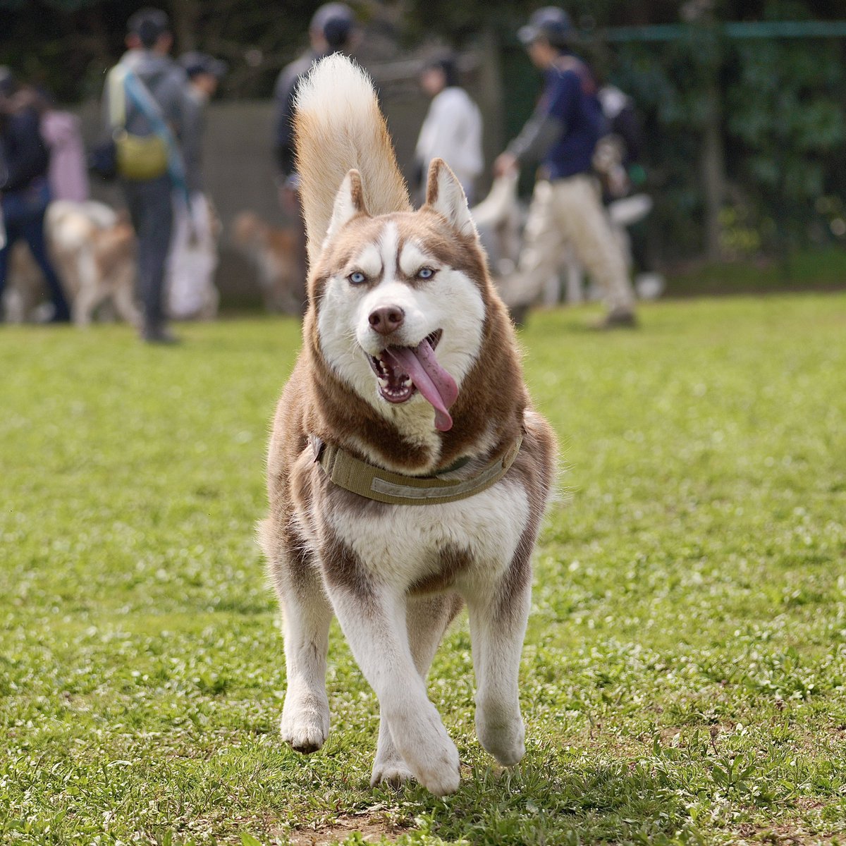 シベリアンハスキー大吉♂ tweet media