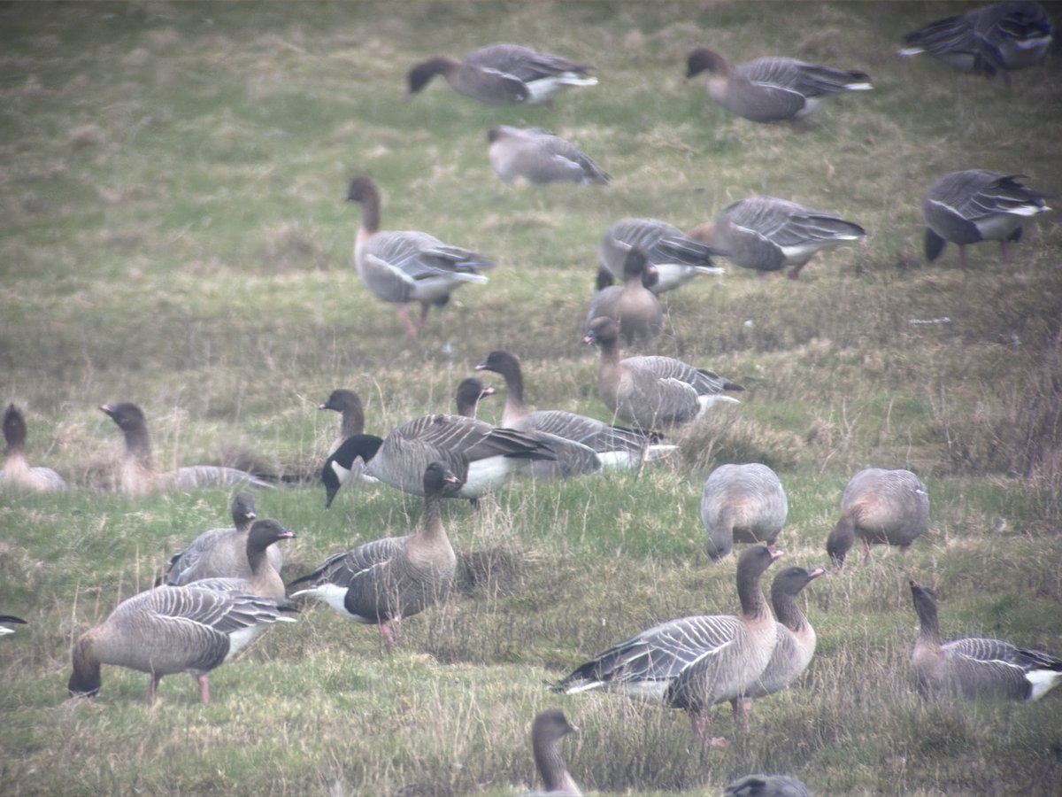 Stuart's birding tweet media