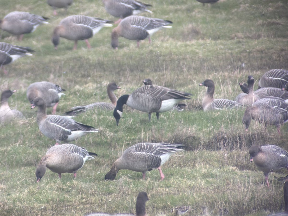 Stuart's birding tweet media