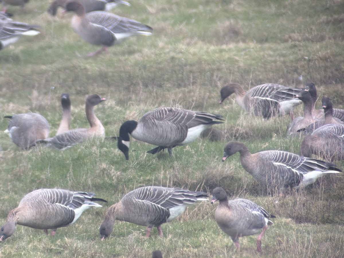 Stuart's birding tweet media