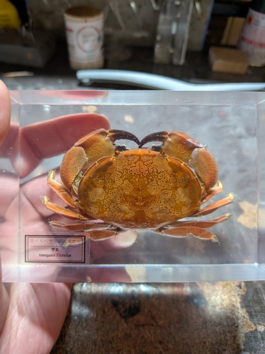 リク（甲殻標本） tweet media