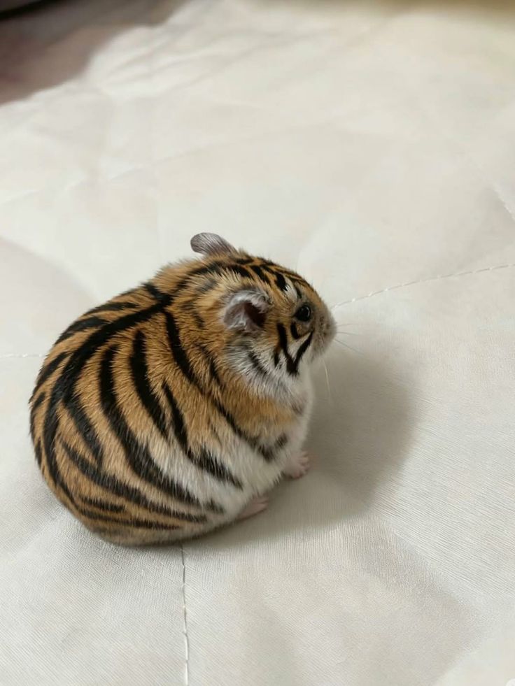 Tweets Of Hamster tweet media