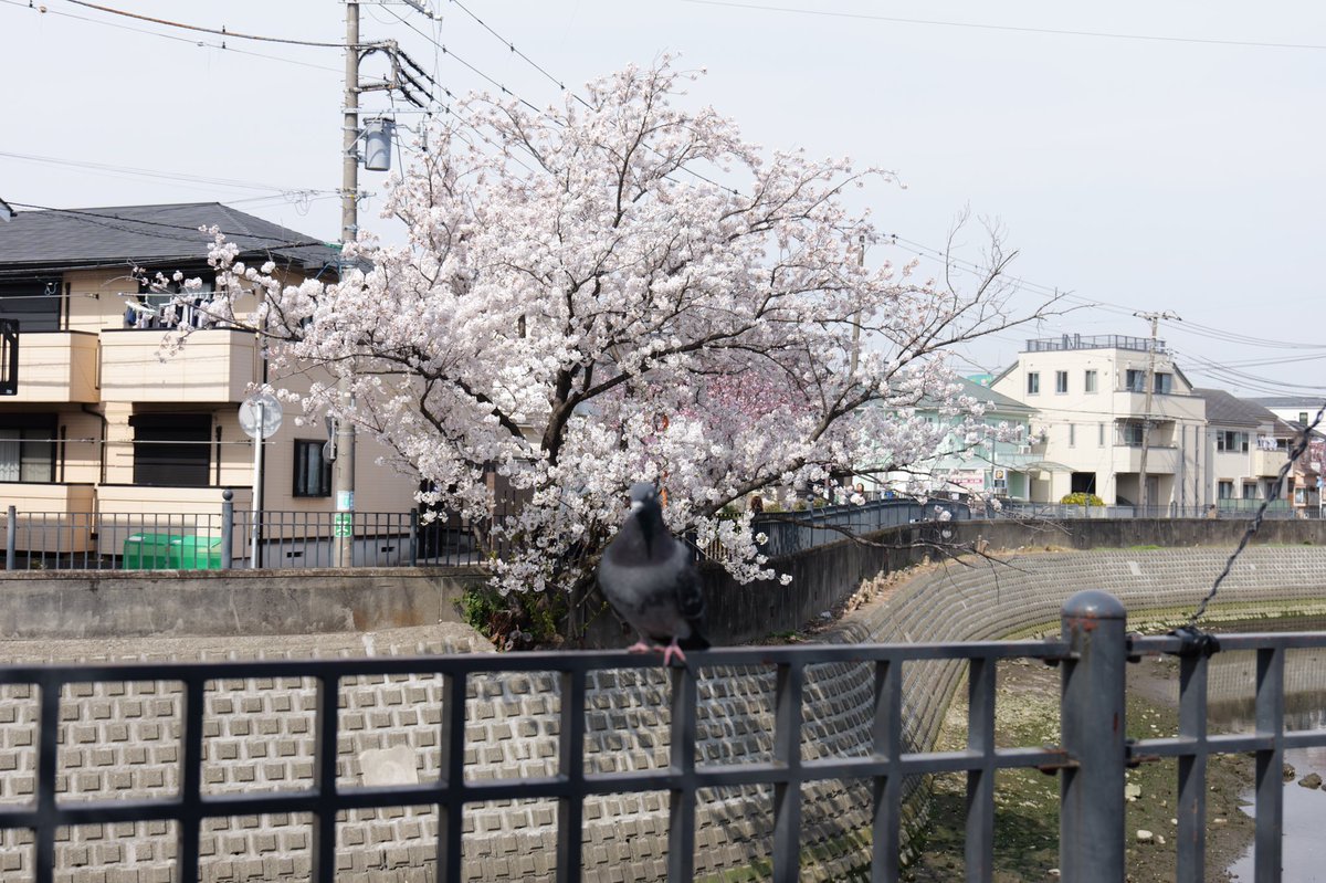 Cj4aYama's tweet photo. 2026.3.22
三連休最後の日は大岡川に桜を見に行ってきましたが、まだまだ満開までは時間がかかりそうです(⁠；⁠^⁠ω⁠^⁠）
#桜 #大岡川 https://t.co/7aacCyo0R7