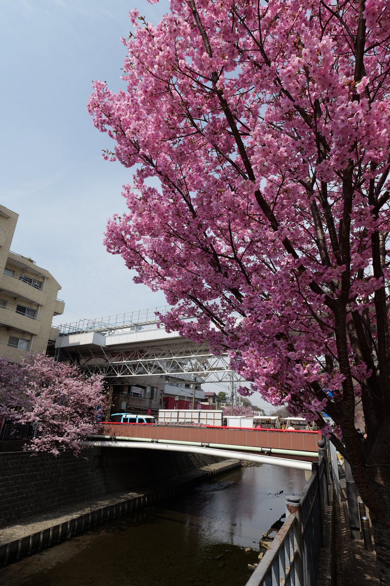 Cj4aYama's tweet photo. 2026.3.22
三連休最後の日は大岡川に桜を見に行ってきましたが、まだまだ満開までは時間がかかりそうです(⁠；⁠^⁠ω⁠^⁠）
#桜 #大岡川 https://t.co/7aacCyo0R7
