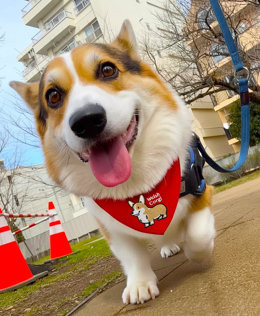 コーギーストア tweet media