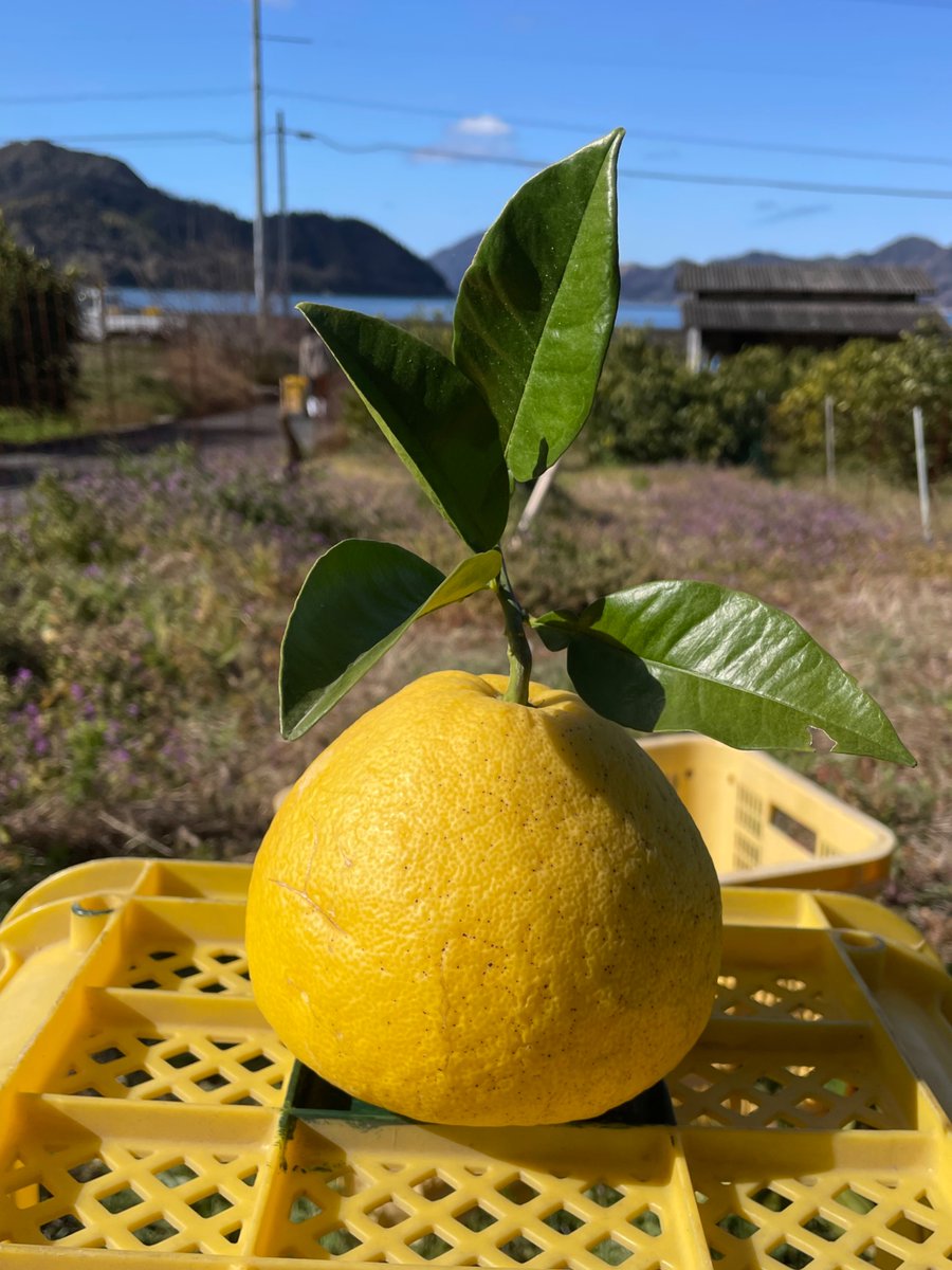 TAWA FARM tweet media