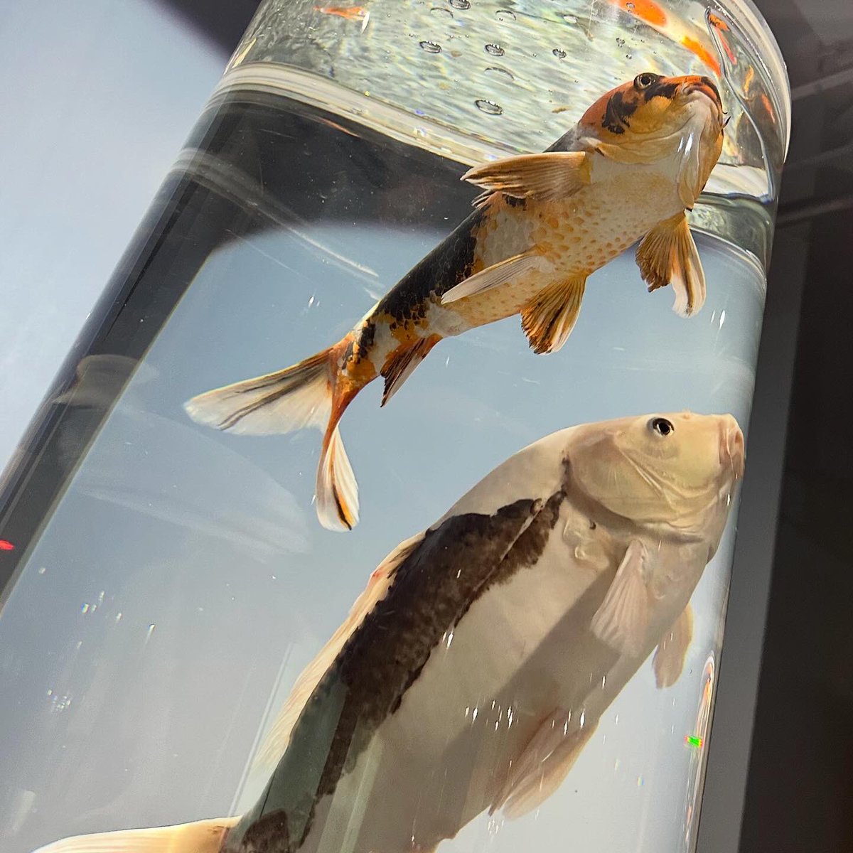 osushi_108's tweet photo. 宮島水族館にあるはつこい庵の展示がすごくすきだった！！
⁡
ライブプールの先にあるから見ないで帰る人も多そうだけど、ぜったいに見てほしいー✨️✨️✨️
⁡
#宮島水族館 
#みやじマリン
#はつこい庵
#錦鯉
⁡ https://t.co/keVlApC1UO