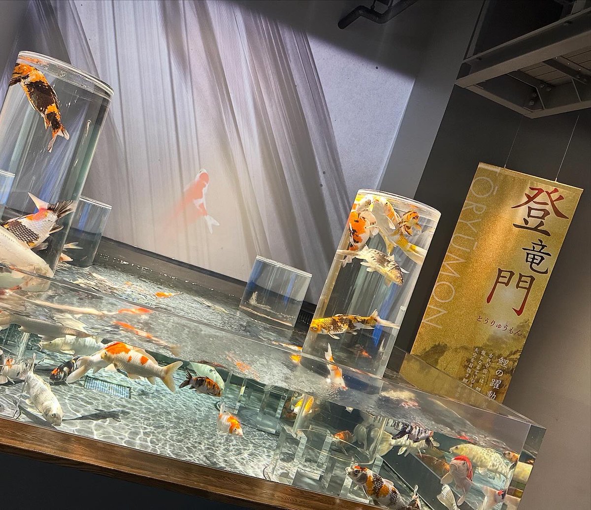 osushi_108's tweet photo. 宮島水族館にあるはつこい庵の展示がすごくすきだった！！
⁡
ライブプールの先にあるから見ないで帰る人も多そうだけど、ぜったいに見てほしいー✨️✨️✨️
⁡
#宮島水族館 
#みやじマリン
#はつこい庵
#錦鯉
⁡ https://t.co/keVlApC1UO