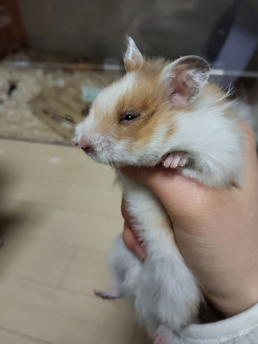 잎하(세모쥐) tweet media