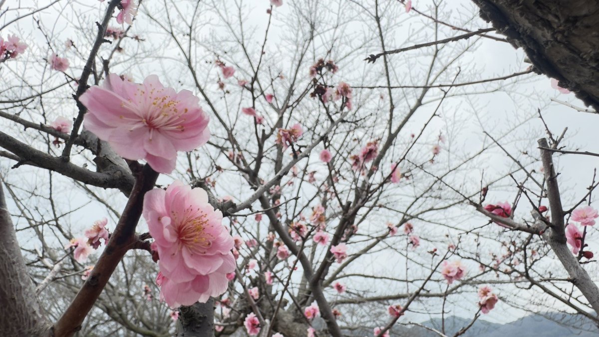 はれコス tweet media