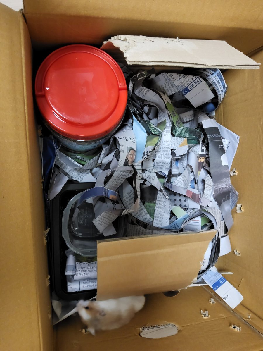 잎하(세모쥐) tweet media