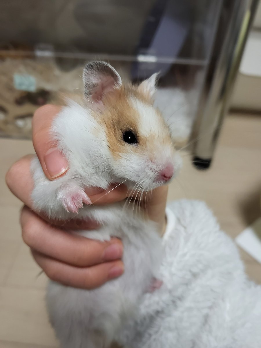 잎하(세모쥐) tweet media