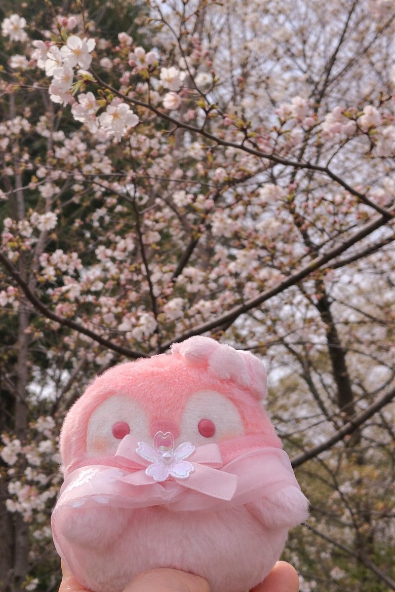 さくらコウペンちゃんこれが桜って言うんだよ〜🌸