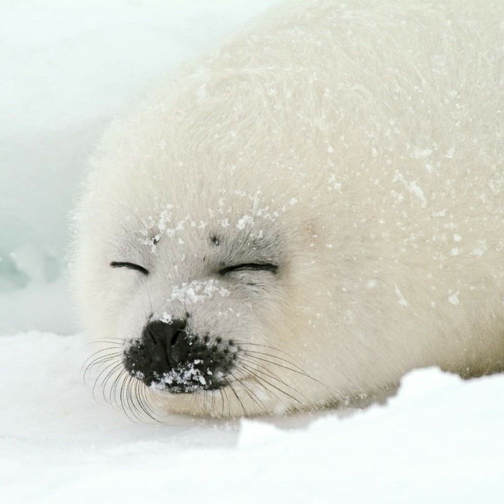 sealjin bot tweet media