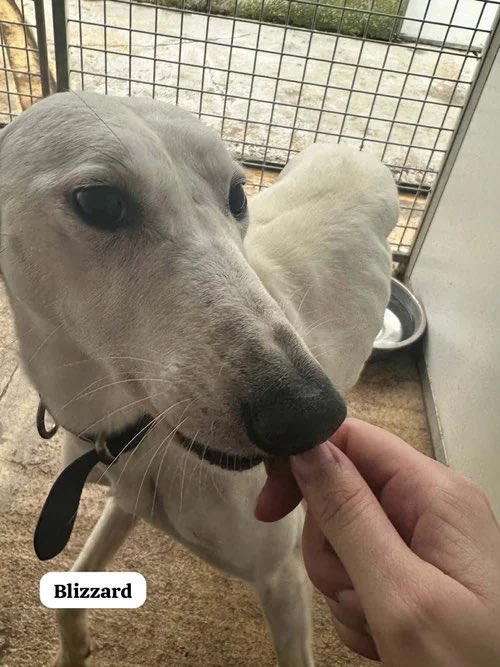 Lurcher SOS 🐾🐾 tweet media